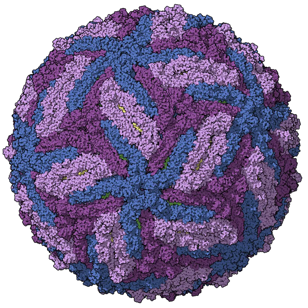 Zika virus viral envelope model,